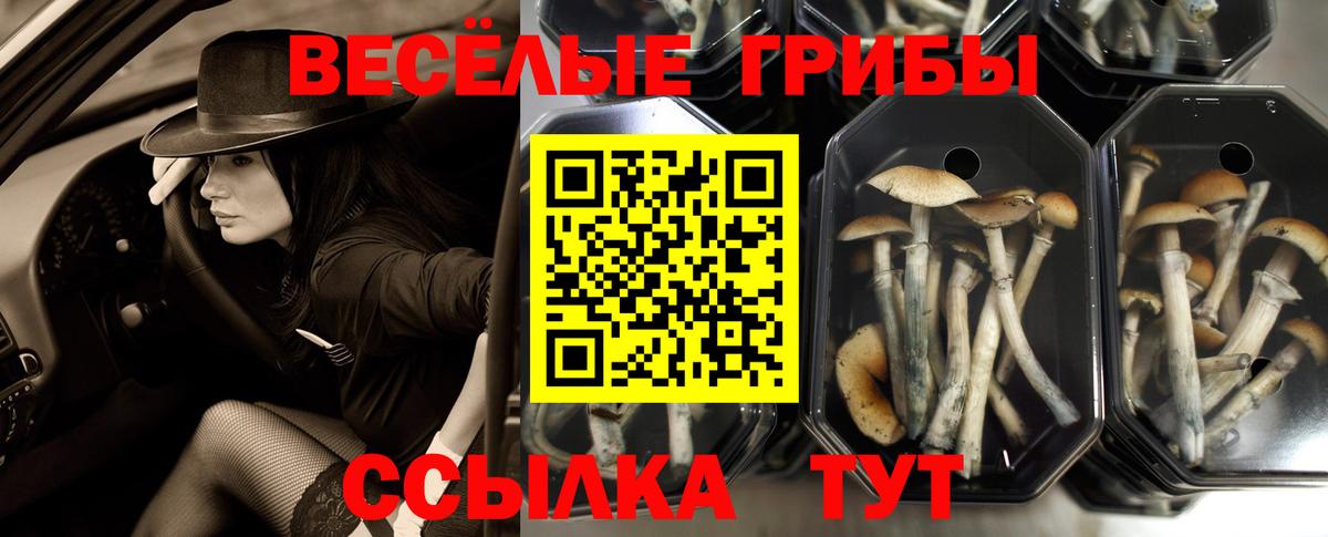 Алатырь  Галлюциногенные грибы Psilocybine cubensis  продажа наркотиков  Вход с VPN  Псилоцибиновые грибы Magic Shrooms 
